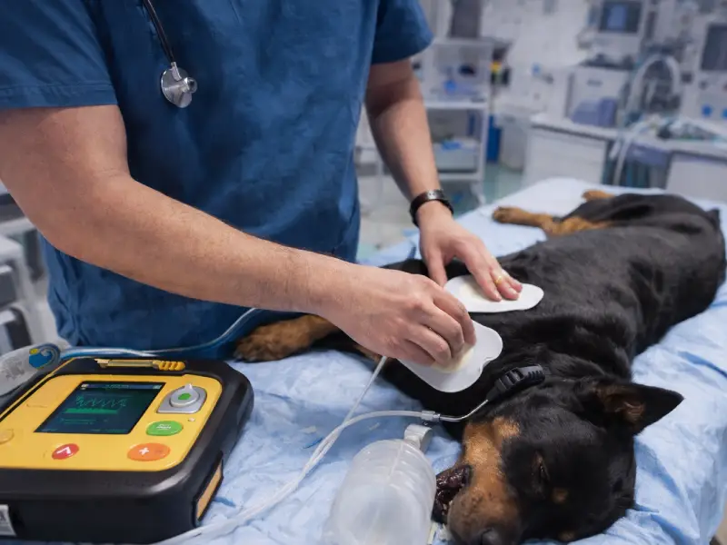 Identificación y Manejo de Ritmos Desfibrilables y Uso de DEA en Medicina Veterinaria